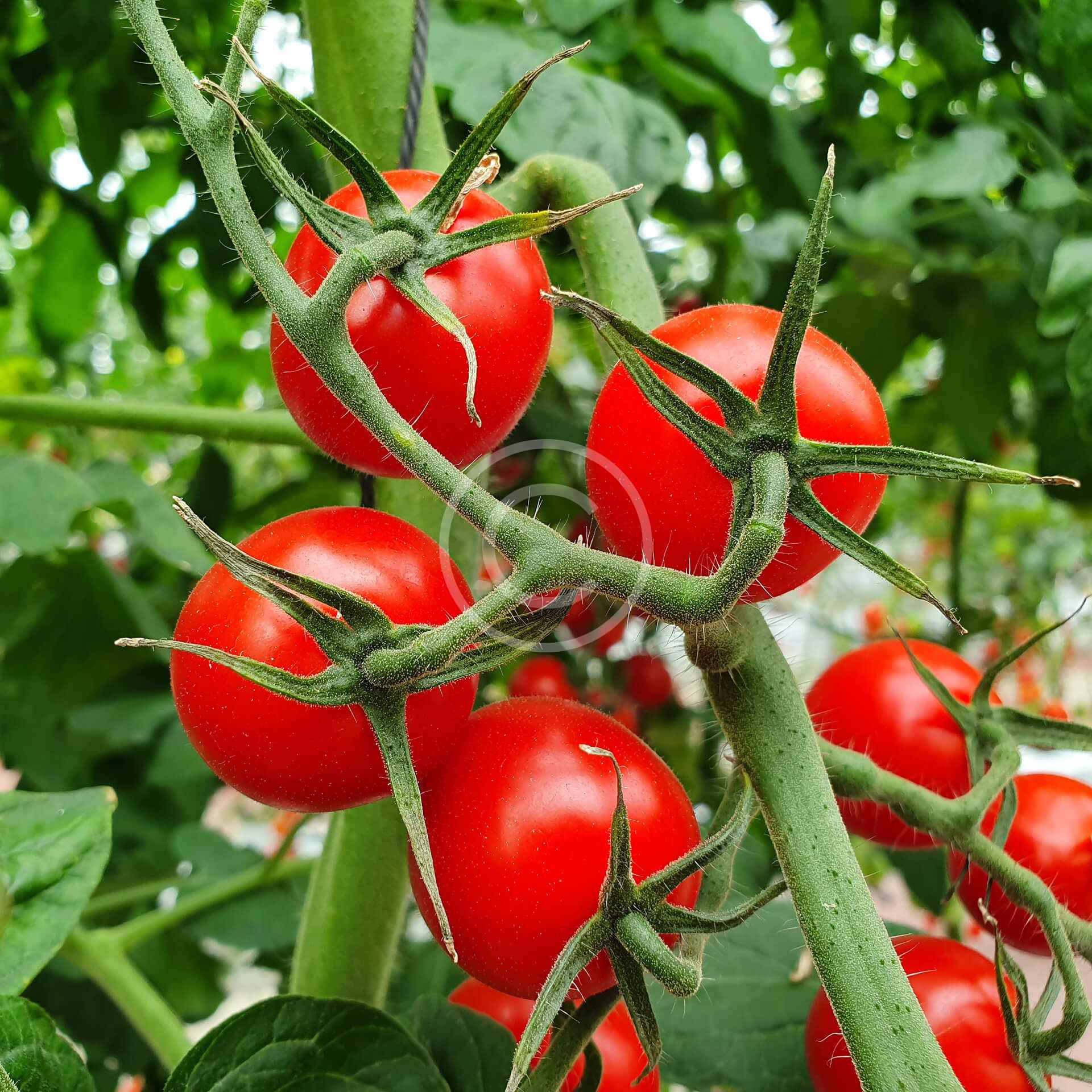 Perfect tomatoes